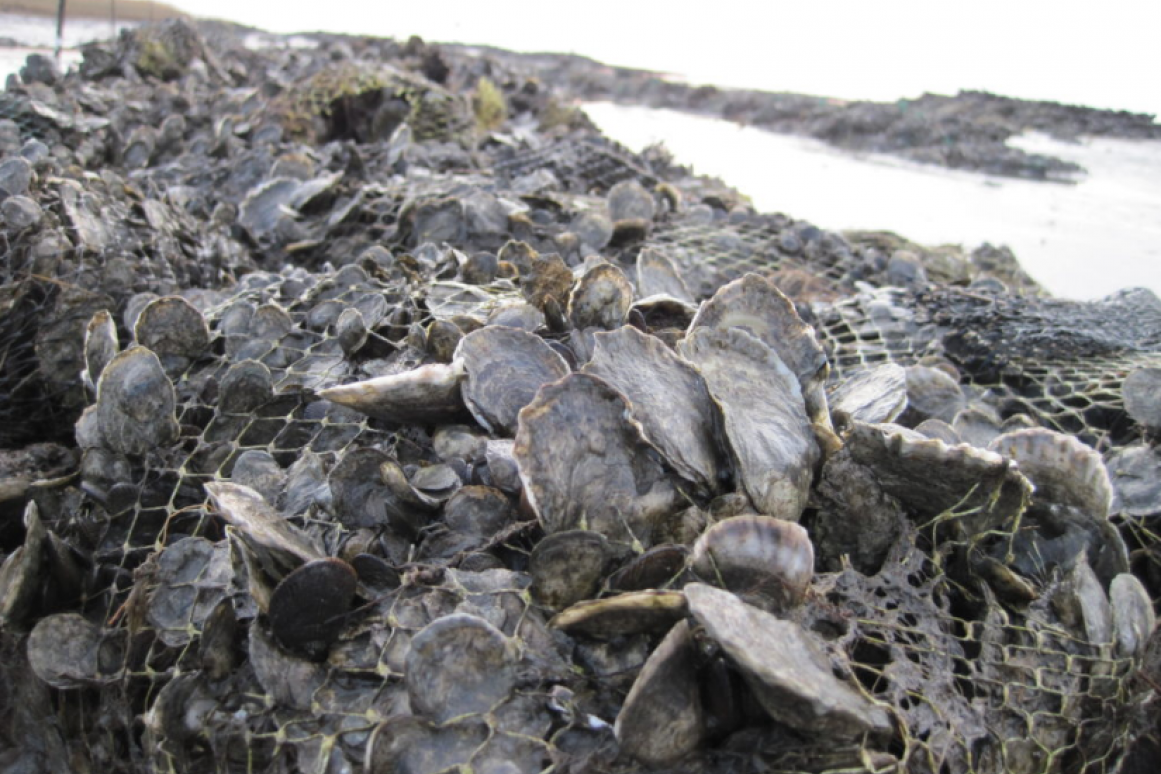 oysters