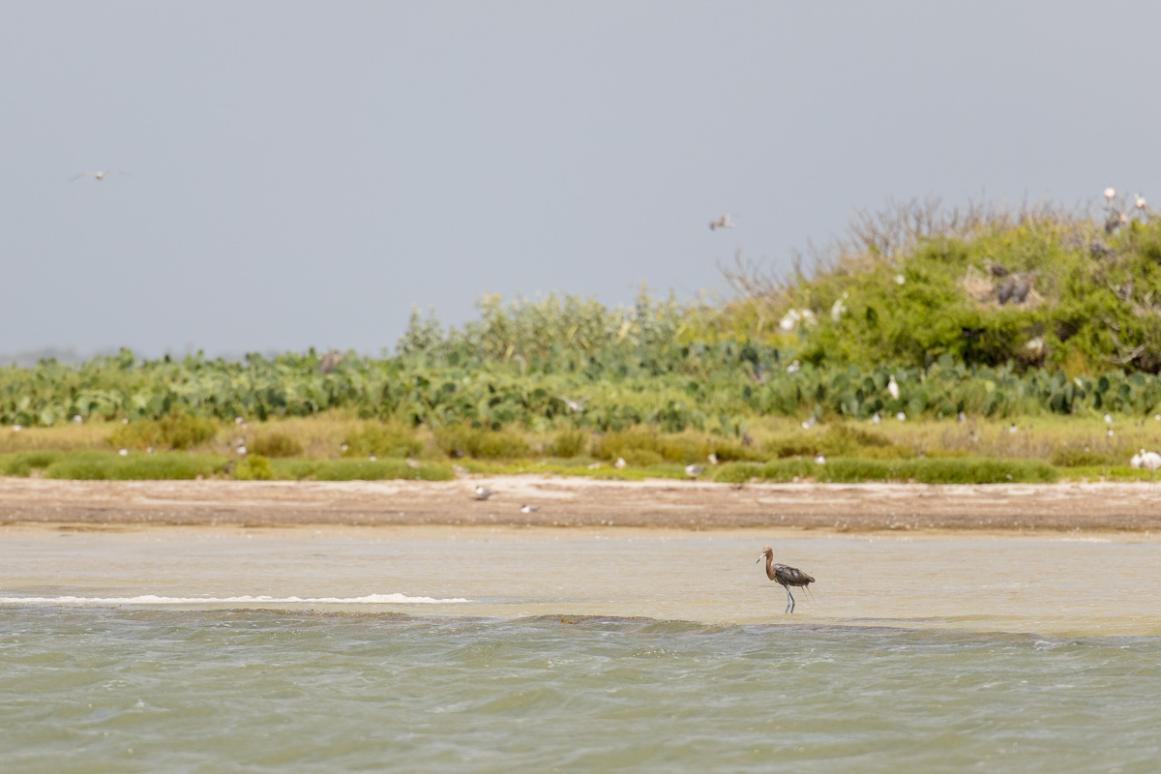 Birds on rookery island
