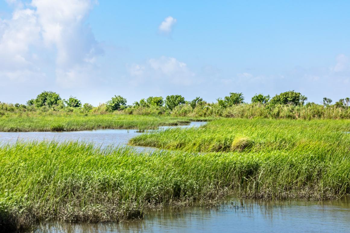 texas marsh