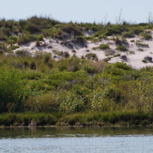 living shoreline