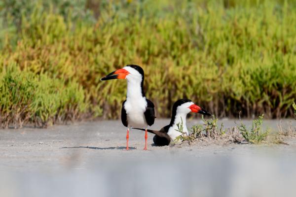 Black skimmer